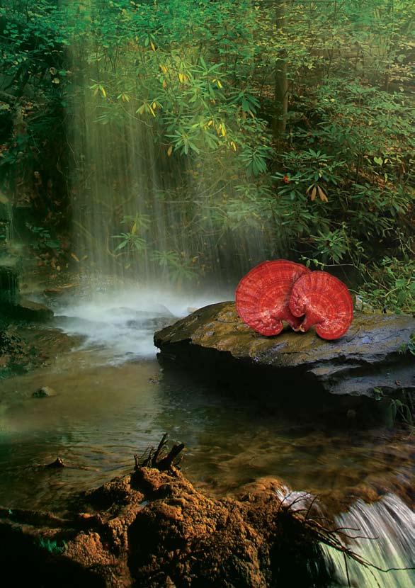 Tί γνωρίζετε για το Ganoderma lucidum; Το Ganoderma lucidum (κόκκινο Ganoderma) είναι ένα μανιτάρι το οποίο χρησιμοποιείται στην παραδοσιακή Κινεζική ιατρική.