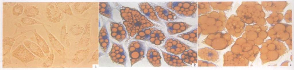 234 41 24 h 4 4 MSCs 5% 7 d 14 d, 4-a 4-b 4 3 50 3 5 4-c H.E - 3 O Oil Red O a. MSCs 14 d b. MSCs 21 d c. MSCs 29 d b c. O a. Adipocytes at 14th day after adipocytic inducing of mouse MSCs; b.