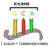 Ова е основа за репликацијата на ДНК и со тоа основа на целата генетика. Слична техника на градба преку калапи се користи и во транскрипцијата од ДНК во РНК.