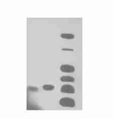 3: C rude lysate of BL 21 transfo rm ed by pgex24t 21 w ithoutgw ith IPTG induction; 4: C rude lysate of BL 21 by pgtf2 Cys57 w ith IPTG