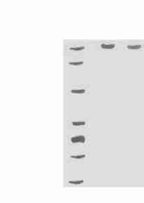 5 : 57 609 T ab le 1 6 Table 1 Am ino acid compo sition of m utant p ro tein IT F2 Cys57 iso lated from E. coli cells, Am ino acid Experim ental num bers Theo retical num bers A sx 5. 75 6 T h r 1.