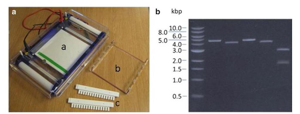 Slika 7: Oprema za Agarozna gel elektroforeza je standardiziran laboratorijski postopek za analizo DNK. (a) Standardna laboratorijska oprema za izvajanje gel elektroforeze.