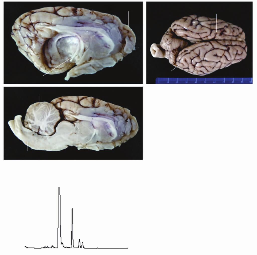1174 Prog Biochem Biophys 211; 38 (12) (a) (b) FL(782±3) TL(755±52) PL(834±63) (c) (e) (g) Ultraviolet intensity/au Ultraviolet intensity/au HC(79±25) CL(811±38) BS(799±72) 5 4 3 2 1 5 4 3 2 1