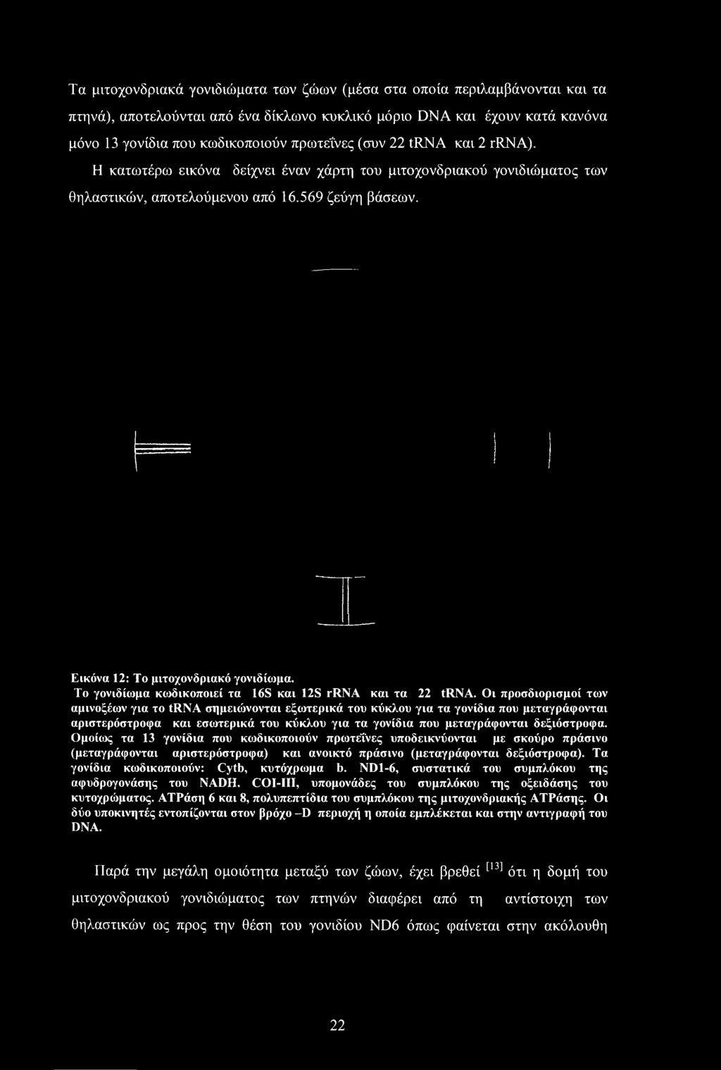 Το γονιδίωμα κωδικοποιεί τα 16S και 12S rrna και τα 22 trna.