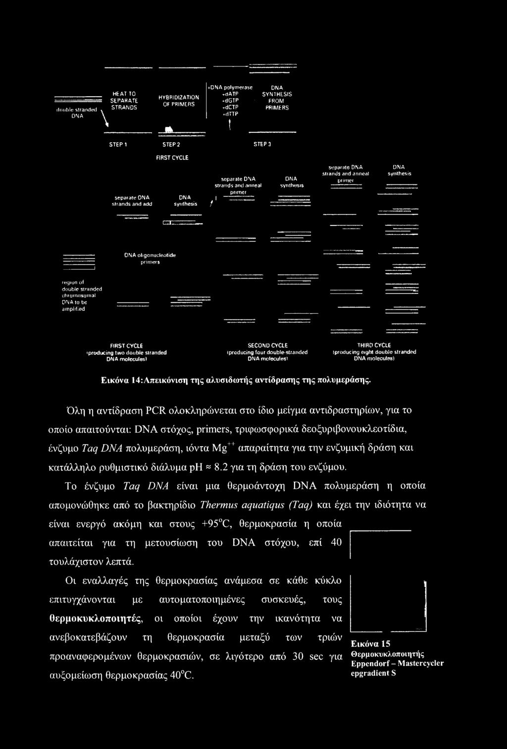 synthesis separate DNA strands and anneal primer DNA synthesis CE _l DNA oligonucleotide primers region of double stranded chromosomal DNA to be amplified FIRST CYCLE producing two double stranded
