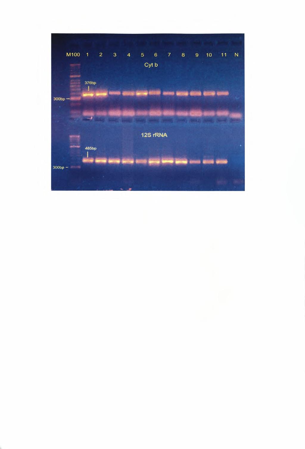 Εικόνα 17: PCR προϊόντα των γονιδίων Cyt b & 12S rrna μετά από ηλεκτροφόρηση σε πηκτή αγαρόζης 2%.