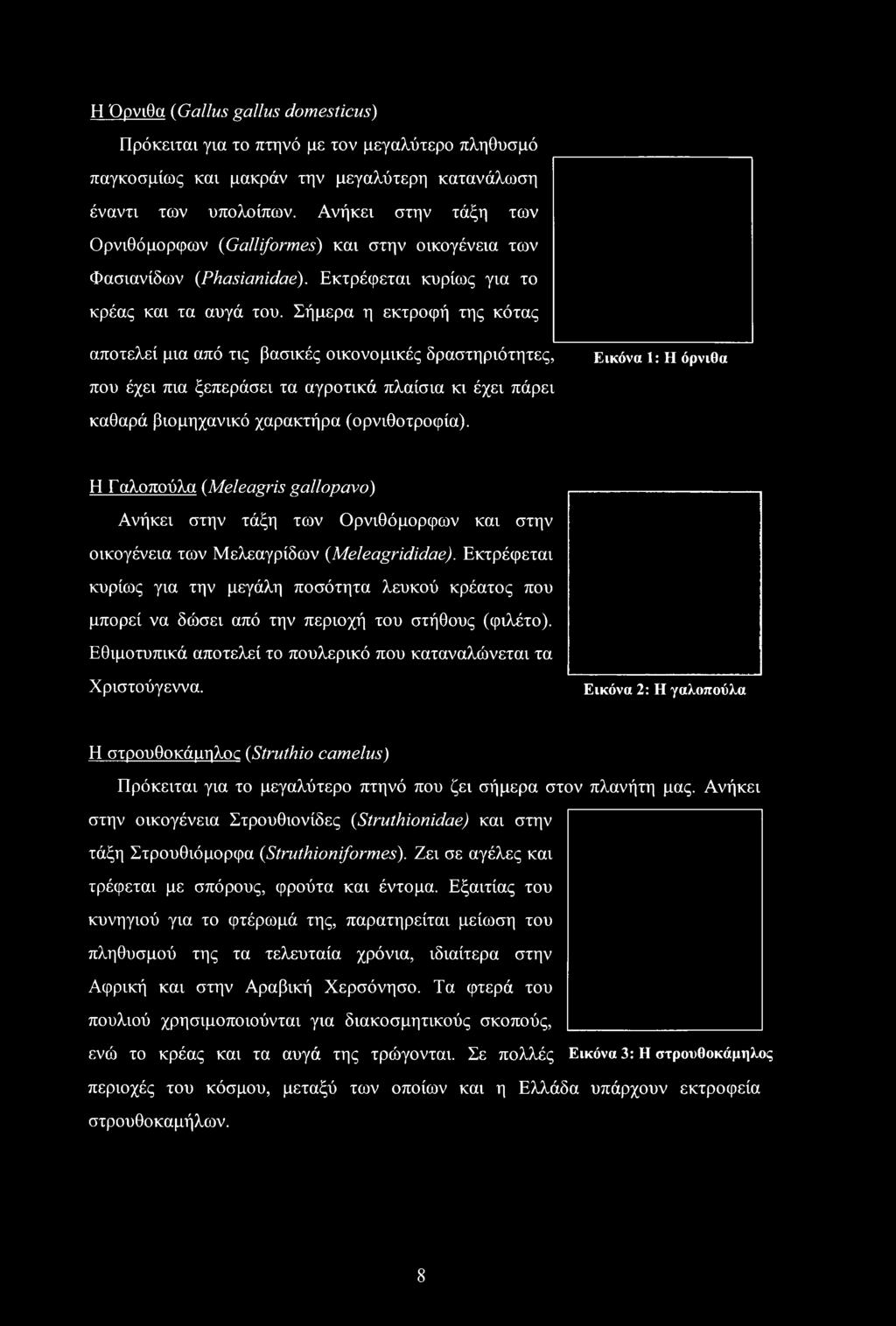 Σήμερα η εκτροφή της κότας αποτελεί μια από τις βασικές οικονομικές δραστηριότητες, που έχει πια ξεπεράσει τα αγροτικά πλαίσια κι έχει πάρει Εικόνα 1: Η όρνιθα καθαρά βιομηχανικό χαρακτήρα