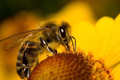 Med: produkt včiel, ktorý má výživovú hodnotu a liečivé