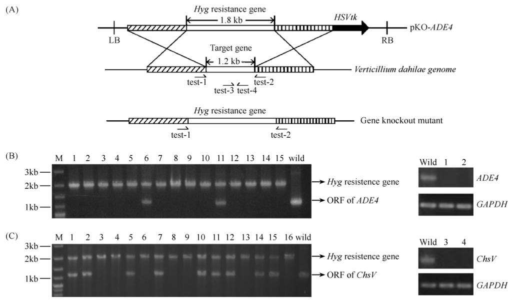 005 to 50 μmol / L. 3 ADE4 ChsV Fig. 3 Gene targeting replacement for the ADE4 and ChsV gene in Verticillium dahliae.