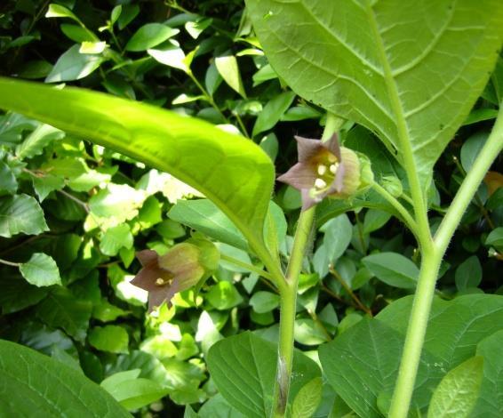 Atropa belladonna Catharanthus roseus Φλαβονοειδή Τα φλαβονοειδή είναι πολυφαινολικές ενώσεις. Είναι μία από τις σημαντικότερες ομάδες δευτερογενών μεταβολιτών των φυτών.