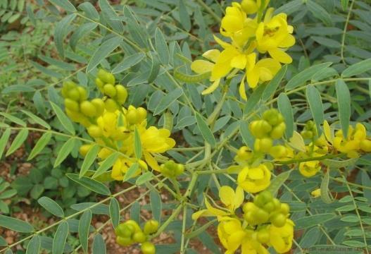 ), Rumex και Polygonum juglone, στην άγρια καρύδια, στην σπινουλοσίνη από την μούχλα του Penicillium Spinuhsum, αλενινοβόνη και αλενιφουρανόνη από την Arnebia Euchroma, παράγωγα τανσινόνη από τη