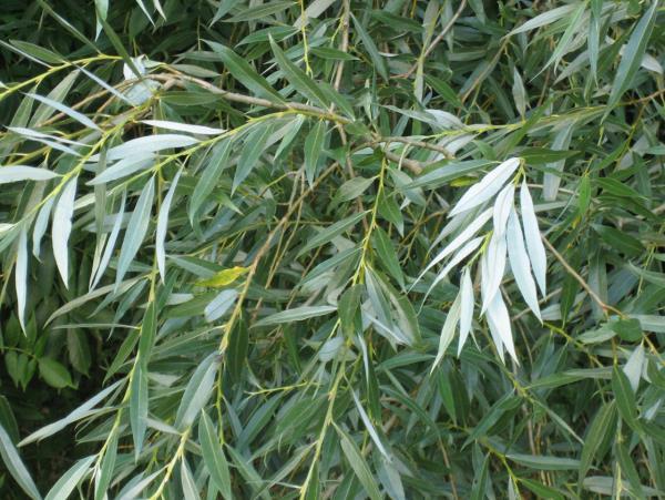 Salix Alba leaves Salicin Ωστόσο, η διαδικασία εύρεσης και ανάπτυξης νέων φαρμάκων από βότανα δεν είναι πλέον τόσο εύκολη όσο στην περίπτωση της ασπιρίνης.