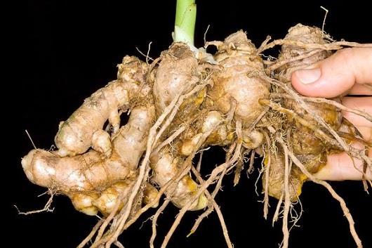 6. Ειδικές οδηγίες- Παραδείγματα Ρίζες (Ginger) Τα φρέσκα ριζώματα (Εικόνα 7) πρέπει να καθαρίζονται από ξένα υλικά, βλαστούς και ρίζες.
