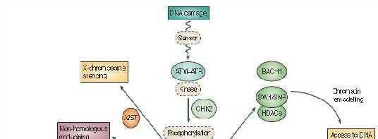 Δίκτυο αλληλεπιδράσεων πρωτεϊνών που εμπλέκονται στον κληρονομικό καρκίνο 6 7 5