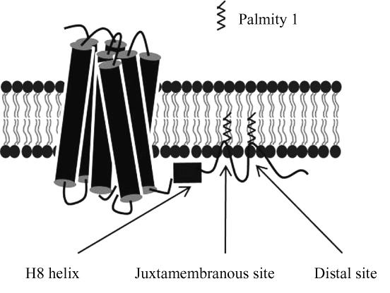 102 28 GPCRs receptor C 308 311 4-16 C383 5 β 1 - β 1-23 adrenergic receptor β 1 -AR / C 27 β 1 -AR C392 / C393 C414 Fig 1 2 90 min 15 min 27 3 GPCRs Fig 1 The model of C-terminal palmitoylation of