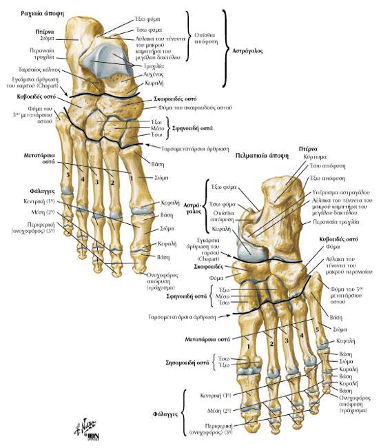 Μετατάρσια οστά και φάλαγγες Τα μετατάρσια οστά και οι φάλαγγες των δακτύλων μοιάζουν με τα μετακάρπια οστά και τις φάλαγγες των δακτύλων του χεριού. Καθένα εμφανίζει κεφαλή, σώμα και βάση.