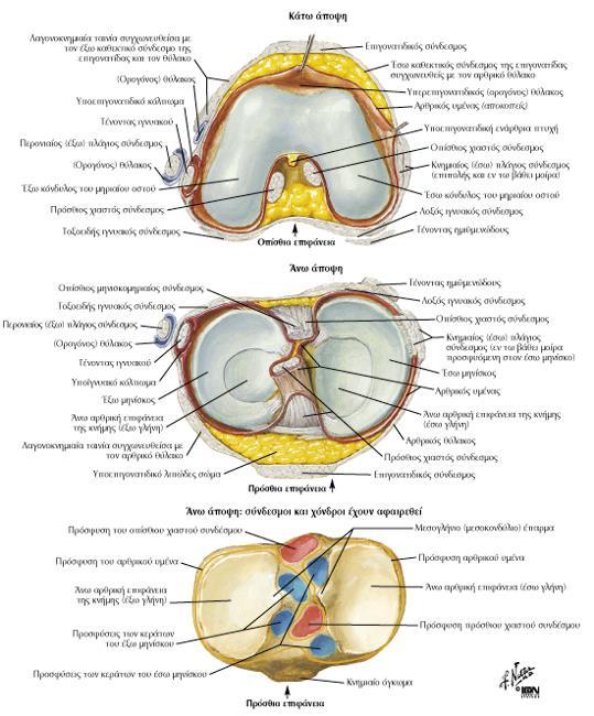 Μηνίσκοι της άρθρωσης του γόνατος Έσω και Έξω Μηνίσκος είναι ινοχόνδρινοι δίσκοι πάνω στην αρθρική επιφάνεια της κνήμης.