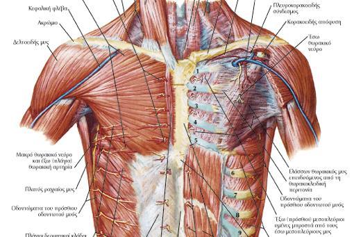 Μείζον θωρακικός μυς Έκφυση: έσω ήμισυ κλείδας, στέρνο, άνω έξι πλευρικοί χόνδροι, απονεύρωση έξω λοξού κοιλιακού Κατάφυση: αύλακα