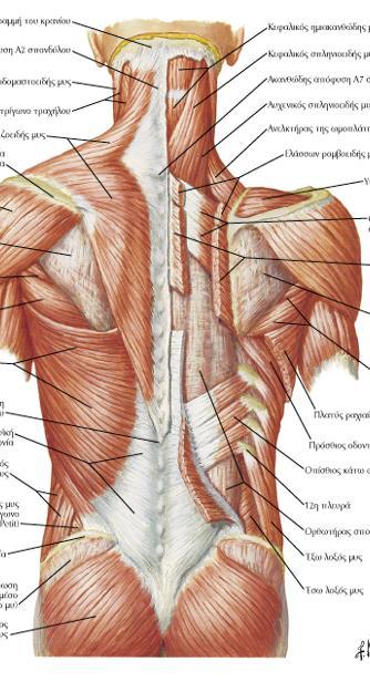 Τραπεζοειδής μυς Έκφυση: Μέσο τριτημόριο άνω αυχενικής γραμμής, έξω ινιακό όγκωμα, αυχενικός σύνδεσμος, ακανθώδεις αποφύσεις Α7-Θ12 Κατάφυση: Πλάγιο τριτημόριο κλείδας, ακρωμίου και ωμοπλατιαίας