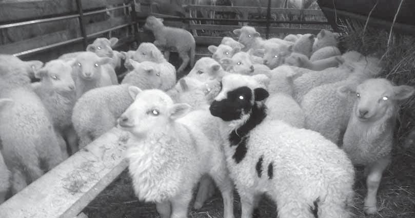 Obsah Vážení chovatelia, 3 Slovenská dojná ovca ako ďalej v šľachtení 4 Úspešný kurz netradičného spracovania ovčieho mlieka 6 Použitie plemena Blue du Maine v trojplemennom úžitkovom krížení 7 V