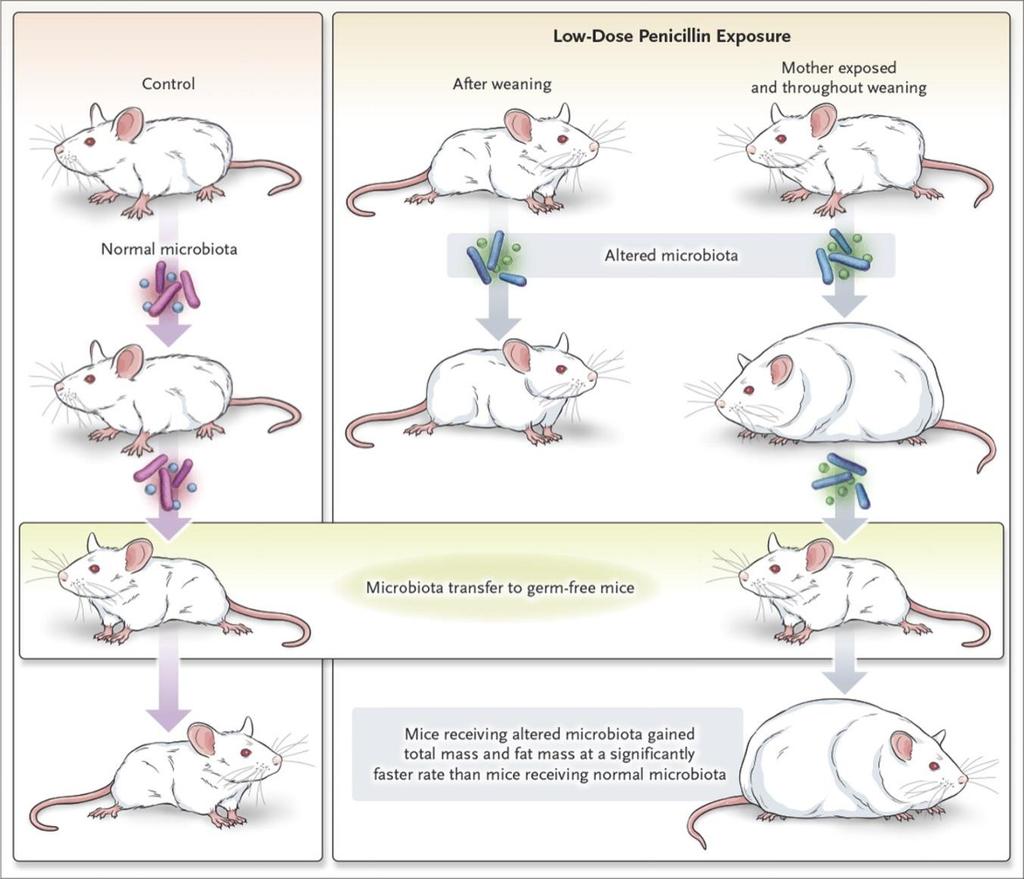 Μικροβίωμα αντιβιοτικά και παχυσαρκία Μεταφορά μικροβιώματος σε GF ποντίκι από φυσιολογικό