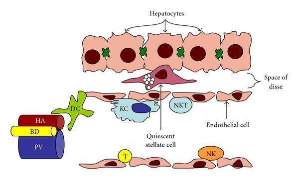 Άξονας έντερο-ήπαρ Α. Συστατικά του «φίλτρου» ενεργοποιημένα ανοσο-κύτταρα, επιθήλιο, αστεροειδή ηπατικά κύτταρα Κάθαρση βακτηρίων Β.