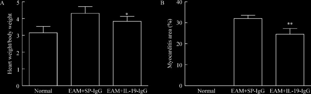 n = 6. * P < 0. 05 ** P < 0. 01 vs EAM + SP-IgG. 3 2 Table 2. Evaluation of the heart functions in the rats with experimental autoimmune myocarditis EAM by echocardiography Mean ± SD.