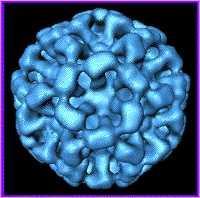 Νorovirus Norwalk Virus, Norwalk-like virus, NLV, SRSV (Small Round Structured Virus) ssrna ιός χωρίς έλυτρο Μέγεθος