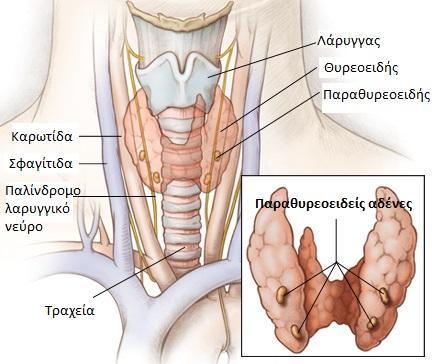 Πρόκειται για 4 μικρούς αδένες στο μέγεθος "φακής" που βρίσκονται πίσω από το θυρεοειδή αδένα.