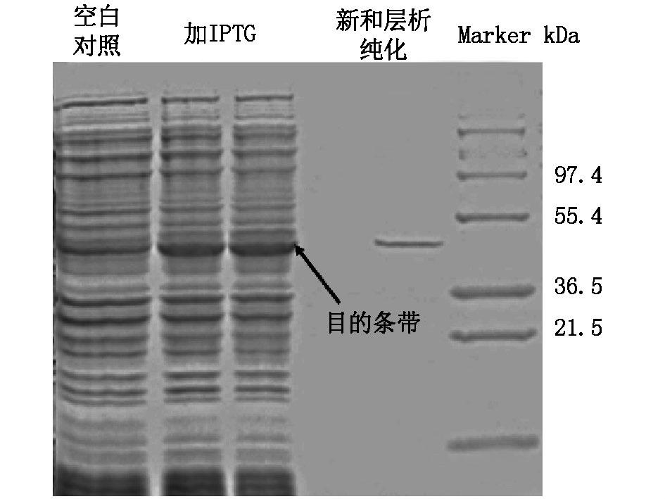 4 Shiraia sp Slf14 III 433 4 III PKS / 2 3 III PKS PCR III PKS Nde I Bam HI Nde I Bam HI pet-22b + pet-22b + -PKSIII 5