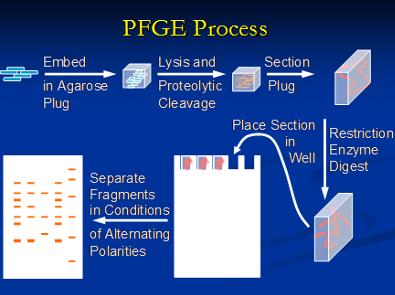 Pulsed Field Gel Electrophoresis Αρχή μεθόδου