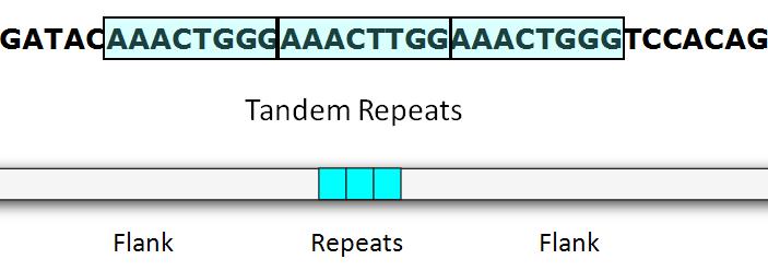 Multiple-Locus Variable number tandem repeat (MLVA) Είναι μια μέθοδ