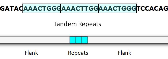 Multiple-Locus Variable number tandem repeat (MLVA) Είναι μια μέθοδ