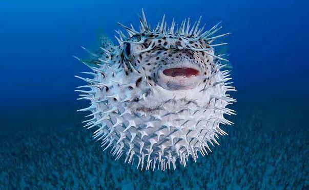 Εικόνα 19. Puffer fish Εικόνα 20. Λαγοκέφαλος 13.