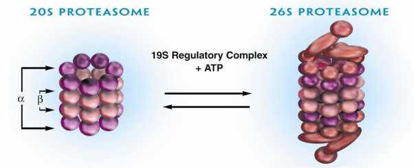 Οι αναστολείς πρωτεασώματος στο Μυέλωμα β-subunit ring of the proteasome: Catalytic s Caspase-L Bortezomib Ixazomib Trypsin-L b1 b7 b2 b6 b3 b5 b4 Carfilzomib Oprozomib Chymotrypsin-L Catalytic