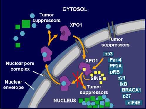 Selinexor: Mηχανισμός δράσης XPO1 is the nuclear exporter for the majority of TSPs, the GR, and eif4e-bound oncoprotein mrnas Selinexor is a first-in-class XPO1 inhibitor