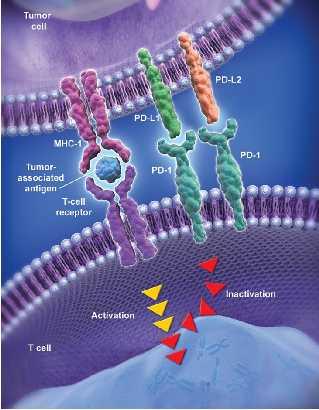 PD-1/ PD-L1: Programmed Death Receptor MAbs PD1 Upregulated on the surface of activated T-cells Ligands: PD-L1 & PD-L2, are expressed on the surface of APC & Tumor cells Binding of the PD-1 receptor