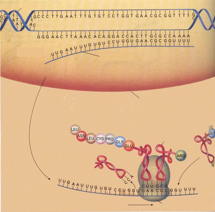 Διαδικασία αντιγραφής: Το DNA αυτοδιπλασιάζεται (πριν την ΚΔ ώστε οι γενετικές πληροφορίες να διαμοιραστούν στα θυγατρικά κύτταρα) 1. ανοίγουν οι δύο έλικες του DNA 2.