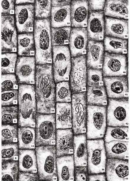 Η εικόνα παρουσιάζει σχεδίασμα διαιρούμενων κυττάρων σε ρίζα κρεμμυδιού, όπως φαίνεται μέσω ενός σύνθετου μικροσκοπίου. α.