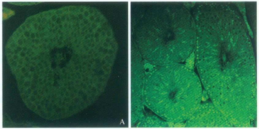 154 Chinese Journal of Zoology 45 2 Fig.