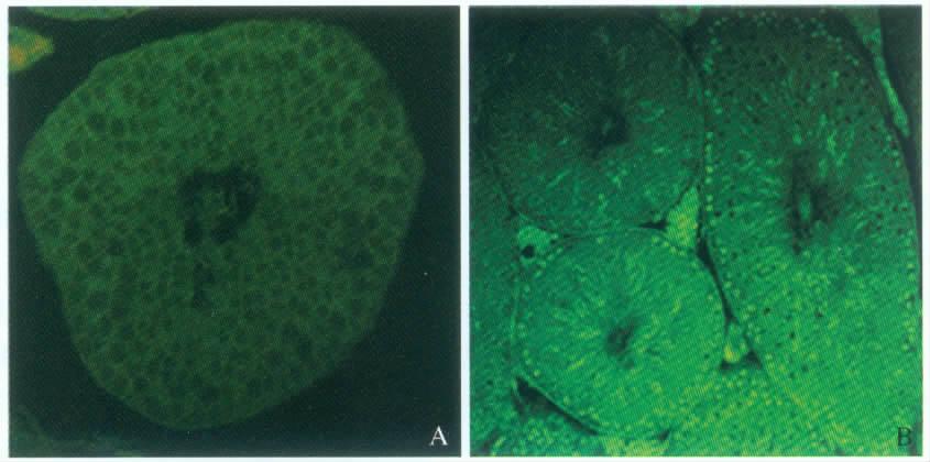 154 Chinese Journal of Zoology 45 2 Fig.