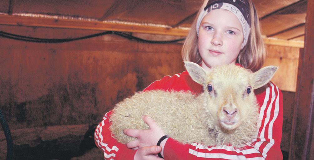 24 26 36 37 Rannsakar framleiðslu á etanóli úr rabarbara Vantar veturgamla fola til geldingar í sumar Lax, lax, lax og aftur lax Lömbin komin á kreik á Tréstöðum Fjórar ær eru bornar á bænum
