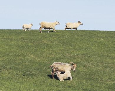 í Reykjavík í haust Alþjóðleg ráðstefna um búfjárbeit á Norðurlöndunum verður haldin í Reykjavík dagana 12. 15. september. Gert er ráð fyrir að um 150 manns sitji þingið. Á þinginu verður m.a. rætt um beit í samhengi við sjálfbæra þróun og loftslagsbreytingar auk annars.