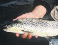 6 gírar, 4 milligírar Rúmgott og glæsilegt hús með loftkælingu Sjálfskiptimöguleikar Farþegasæti og drykkjakælir Skriðgír 4 hraða aflúrtak