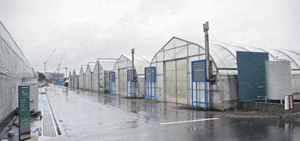 Hirando segir að í dag sé Japan ofarlega á lista þeirra þjóða sem borði mikið af tómötum en að Grikkland sé í því fyrsta. Neyslan í Grikklandi er um 140 kíló á mann en 27 kíló á mann í Japan.