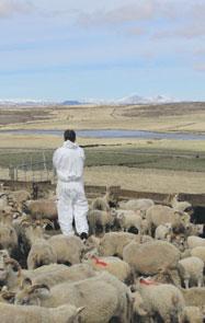 38 Bændablaðið Fimmtudagur 28. apríl 2016 Hníslasótt í lömbum Stutt umfjöllun um rannsókn á hníslasótt í lömbum á Íslandi vor og haust 2015 Hníslasótt er algengur sjúkdómur í lömbum.