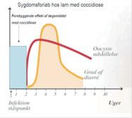 Tveimur til þremur vikum eftir að lömbin fá í sig smit fá þau svarta blóðuga skitu, hætta jafnvel að éta og hægir oft verulega á vexti (mynd 2).