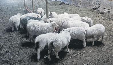 Til að reyna að bæta aðeins úr þessu samdi ég við Hörð Kristjánsson ritstjóra um að taka þetta efni fyrir sérstaklega í Tímariti Bændablaðsins. Því miður vannst ekki tími til þess.