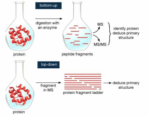 4 715 2 bottom-up top-down 14 Fig. 2 Dissecting the primary structure of proteins by mass spectrometry.