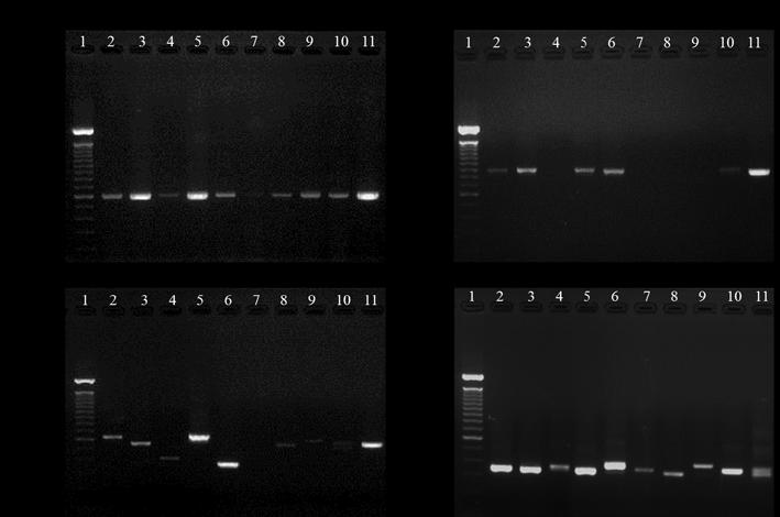 22 3.3 PCR DNA DNA 4 DNA rbcl 4), 8) 1), 2), 4) PCR Fig.2 Fig.